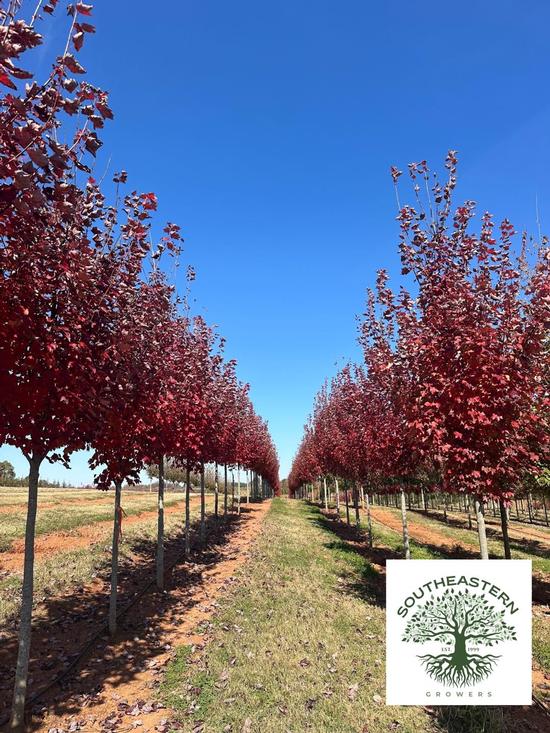 Southeastern Growers