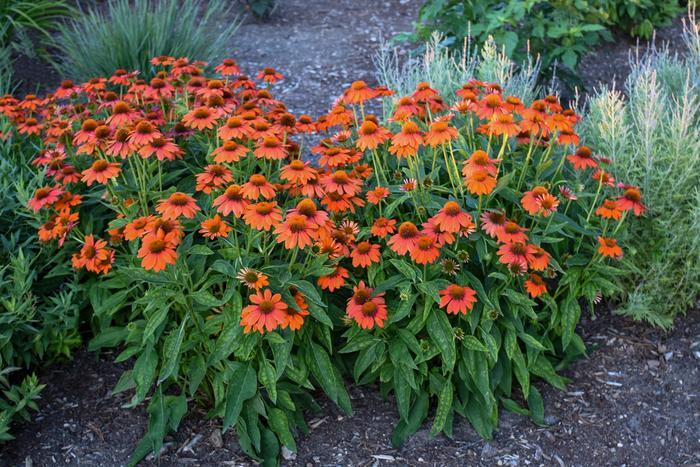 Echinacea Sombrero&reg; Adobe Orange