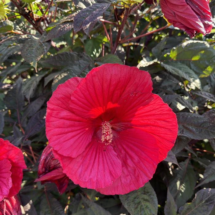 Hibiscus Midnight Marvel