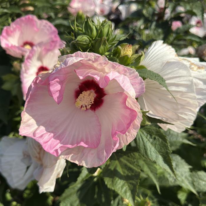 Hibiscus Summerific&reg; Ballet Slippers