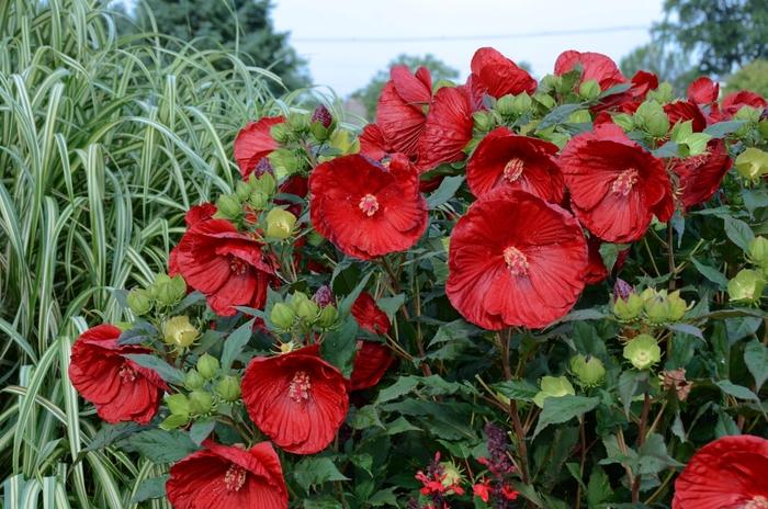 Hibiscus Summerific&reg; Cranberry Crush