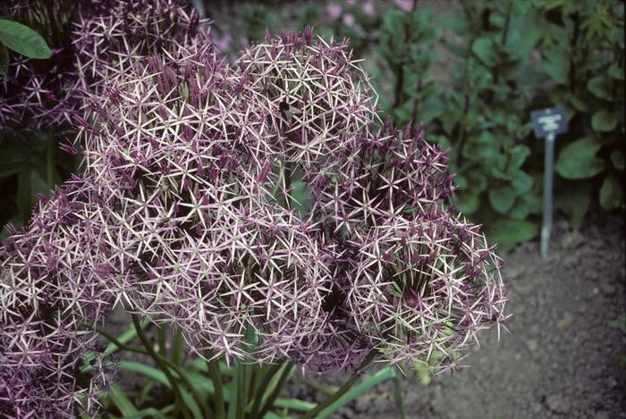 Allium christophii 