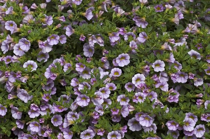 Calibrachoa 