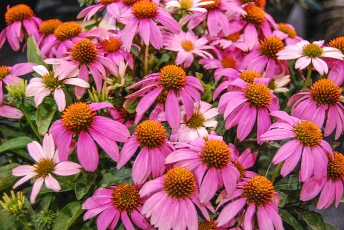 Echinacea Crazy Pink&trade;