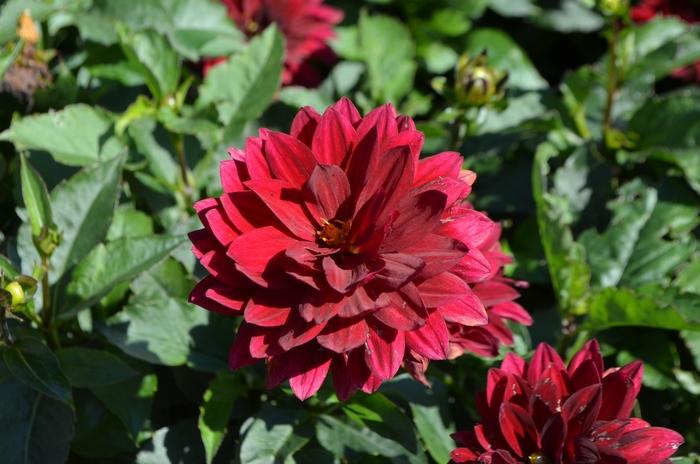 Dahlia Aztec™ Taxco&reg;