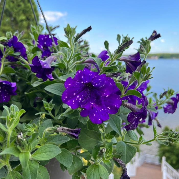 Petunia Headliner&trade; Night Sky