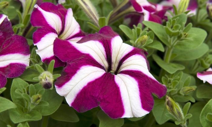 Petunia Madness&reg; Burgundy Star