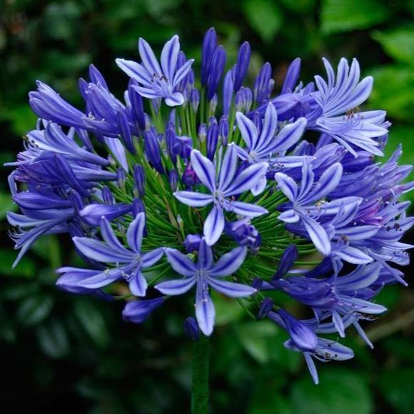 Agapanthus Blue Medusa