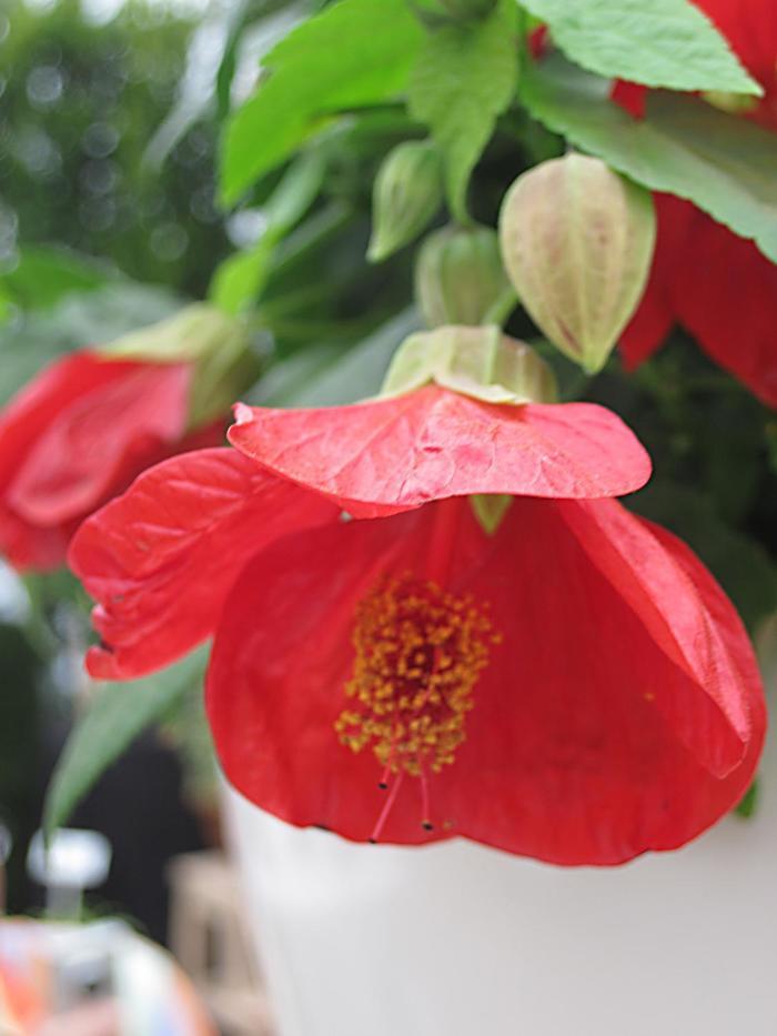 Abutilon Lucky Lantern&trade; Red