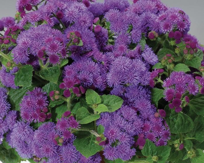 Ageratum houstonianum Artist&reg; Blue