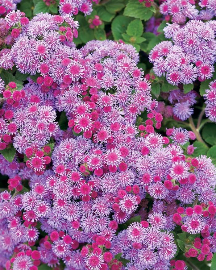 Ageratum houstonianum Artist&reg; Blue Violet