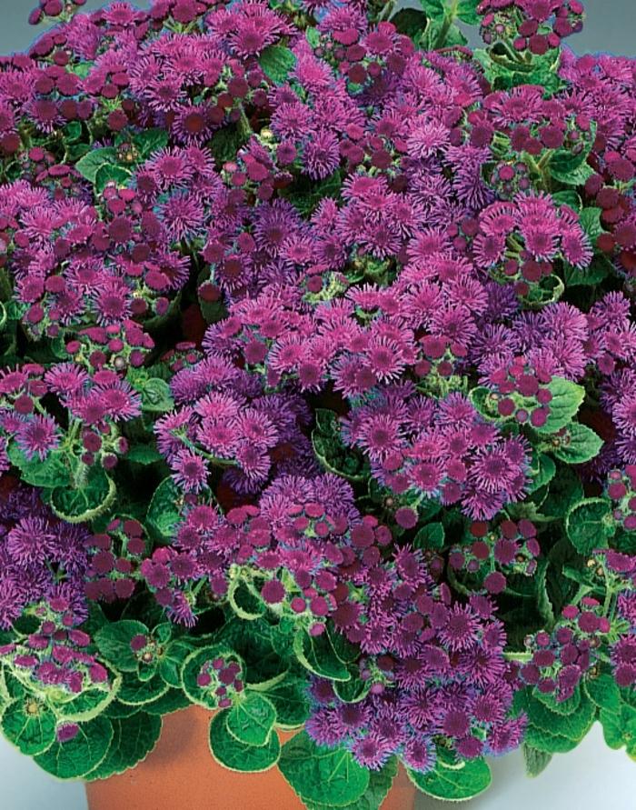 Ageratum houstonianum Artist&reg; Purple