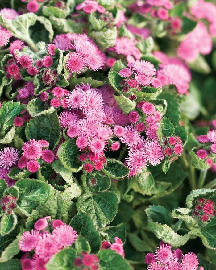 Ageratum houstonianum Artist&reg; Rosea