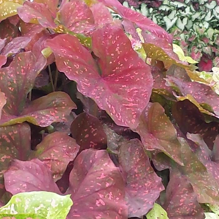 Caladium Heart to Heart&reg; Burning Heart