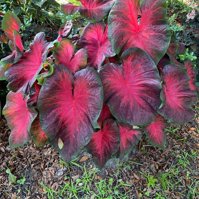 Caladium Painted Frog&trade; Red-Bellied Tree Frog