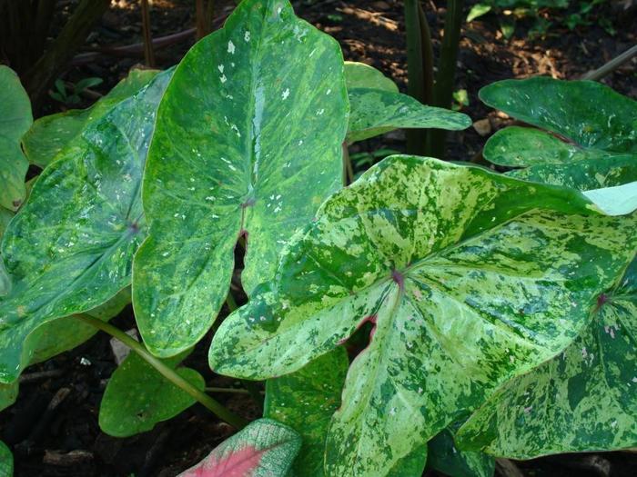 Caladium Painted Frog&trade; Tie-Dyed Tree Frog