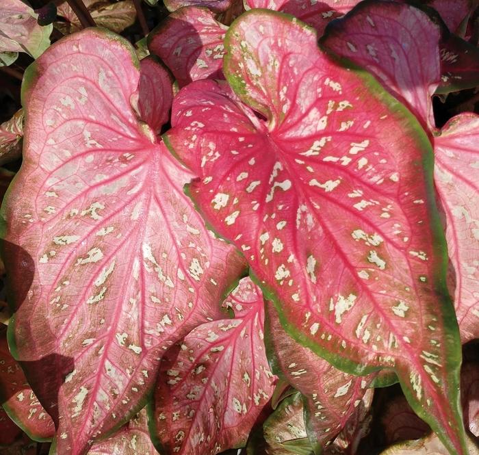 Caladium hortulanum Heart to Heart&trade; Caribbean Coral
