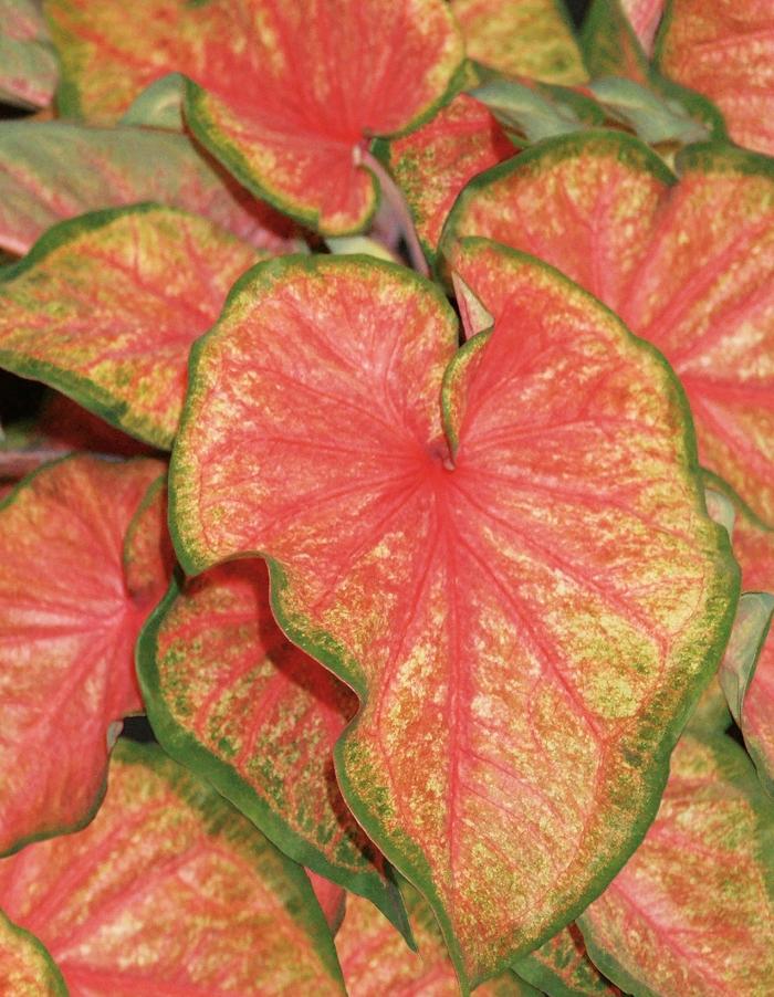 Caladium hortulanum Heart to Heart&trade; Chinook