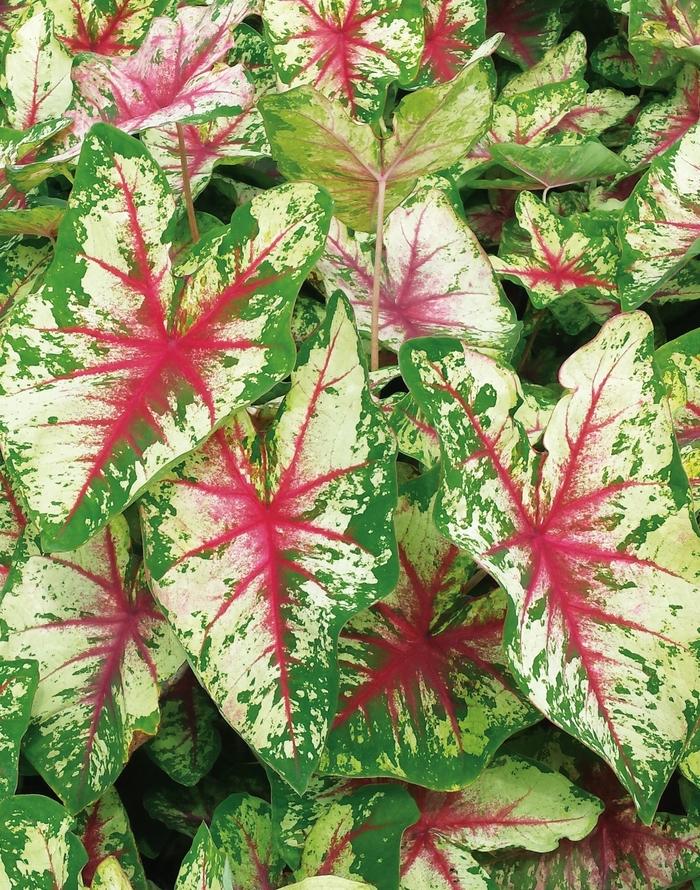 Caladium hortulanum Heart to Heart&trade; Flatter Me