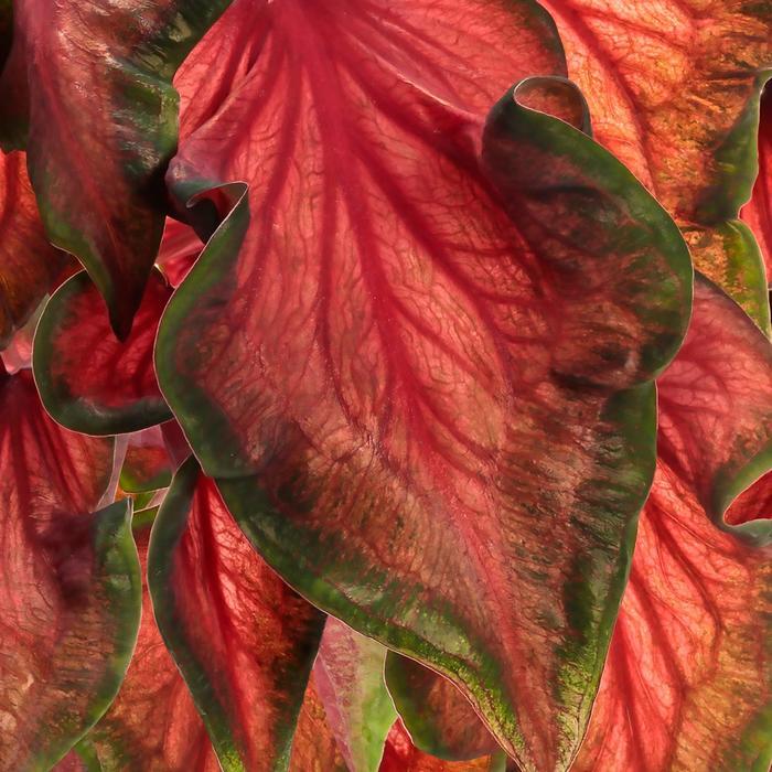 Caladium hortulanum Heart to Heart&reg: Hot 2 Trot