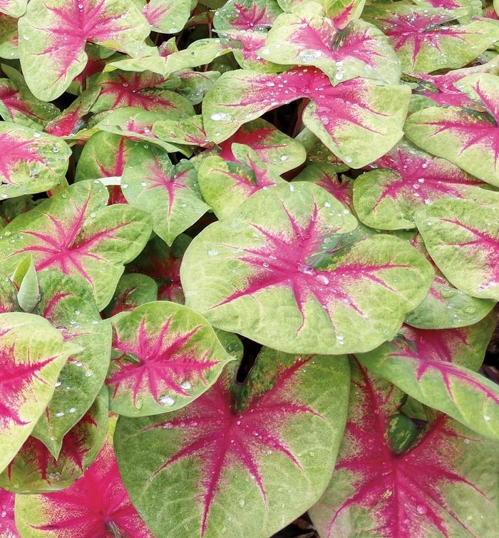 Caladium hortulanum Heart to Heart&trade; Lemon Blush