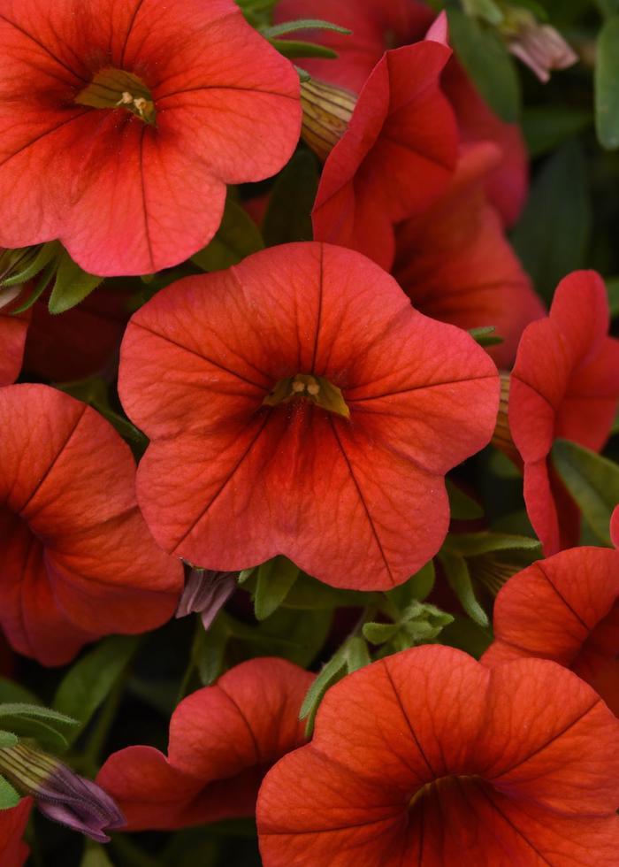 Calibrachoa Cabaret&reg; Orange Improved