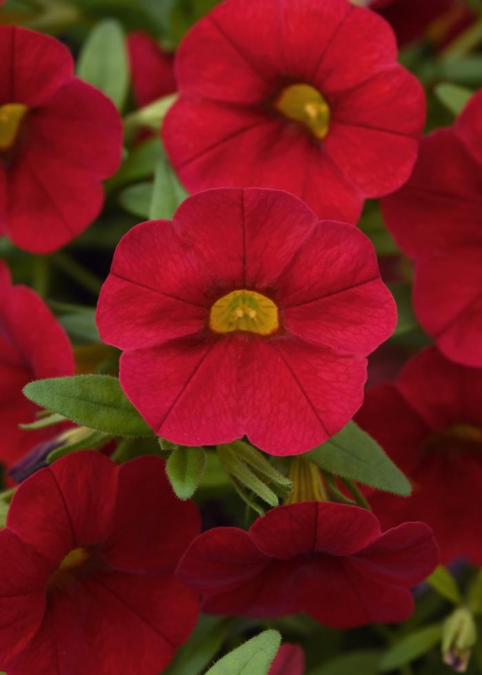 Calibrachoa Cabaret&reg; Red