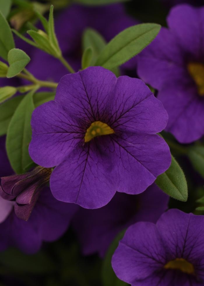 Calibrachoa Cabaret&reg; Blue Midnight