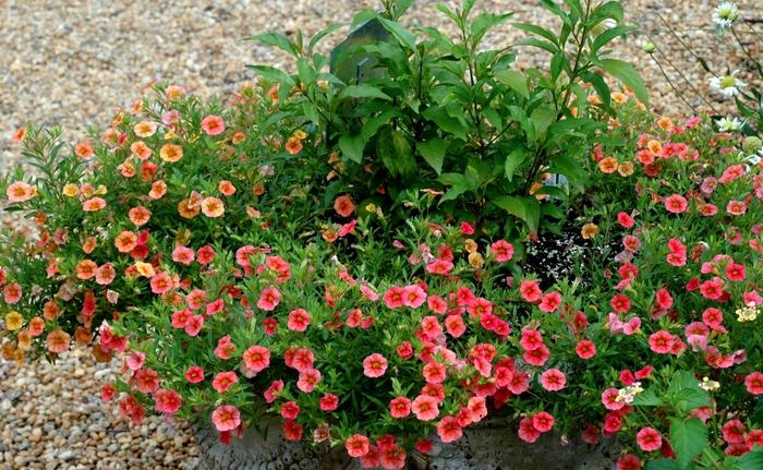 Calibrachoa Cabaret&reg; Apricot