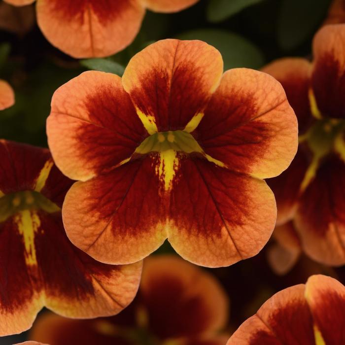 Calibrachoa Bumble Bee&trade; Orange