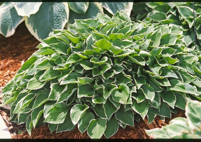 Hosta Allan P. McConnell
