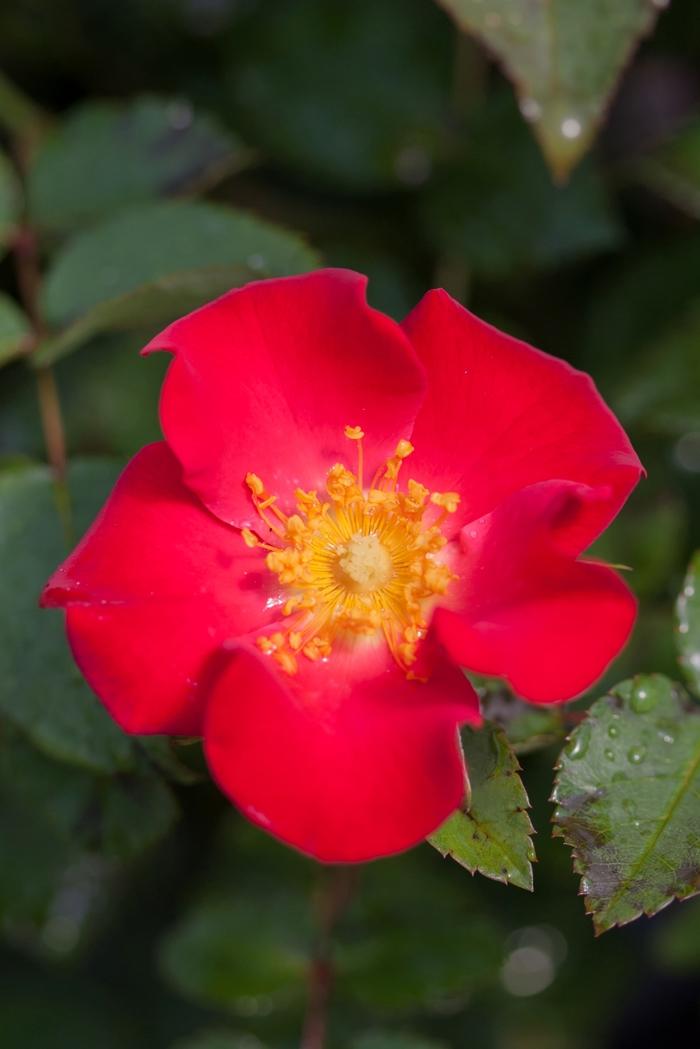 Rosa Easy Elegance&reg; Screaming Neon Red&trade;
