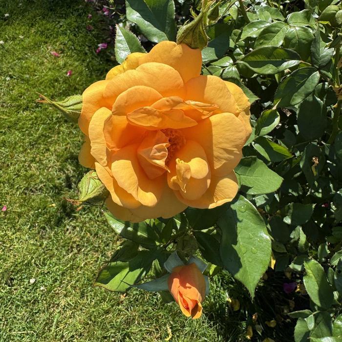 Rosa Sunbelt&reg; South Africa&reg;