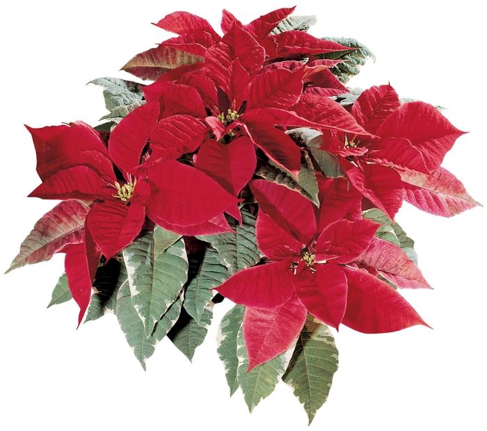 Euphorbia pulcherrima Silverstar&trade; Red