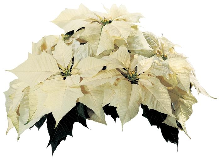Euphorbia pulcherrima Sonora&trade; White
