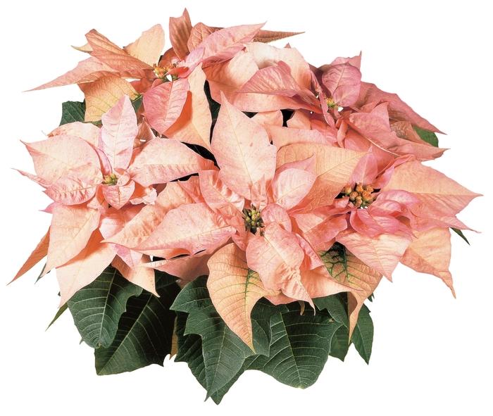 Euphorbia pulcherrima Cinnamon Star&trade;