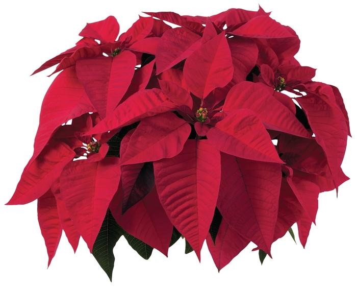 Euphorbia pulcherrima Early Orion&trade; Red