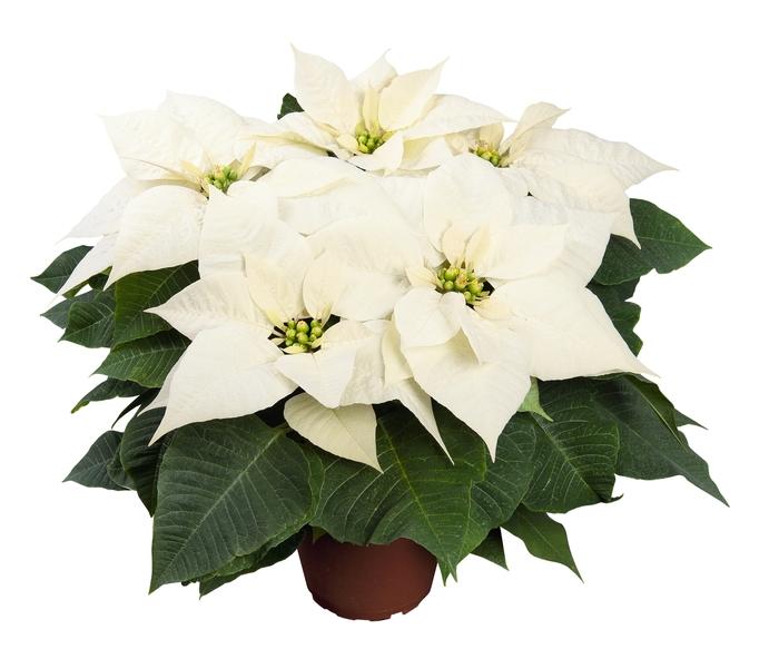 Euphorbia pulcherrima Glac&eacute;