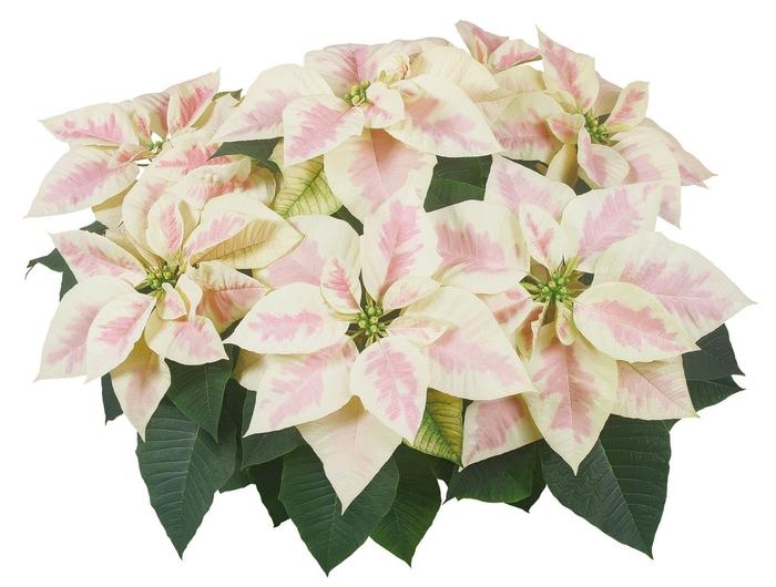 Euphorbia pulcherrima Mars&trade; Marble