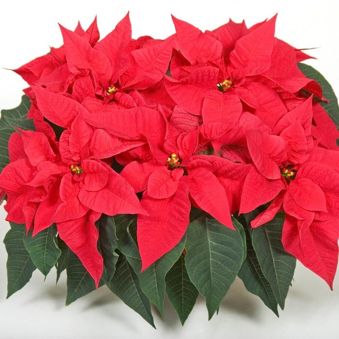 Euphorbia pulcherrima Orion&trade; Early Red