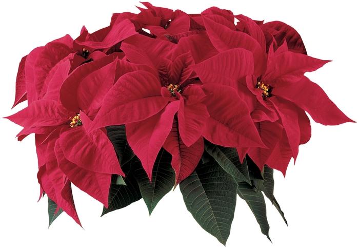 Euphorbia pulcherrima Orion&trade; Red