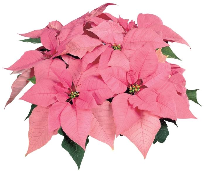 Euphorbia pulcherrima Pink Elf&trade;