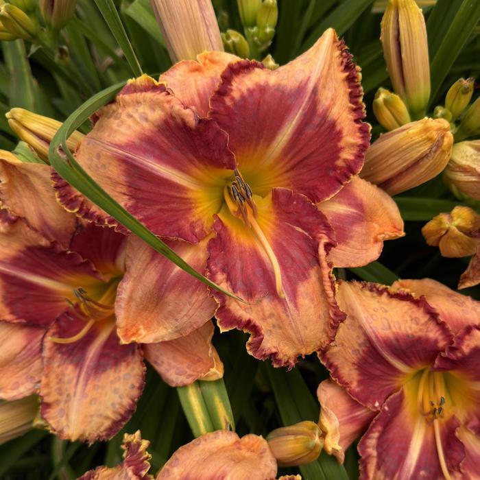 Hemerocallis Rainbow Rhythm&reg; Lake of Fire