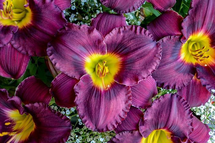 Hemerocallis Rainbow Rhythm&reg; Nosferatu