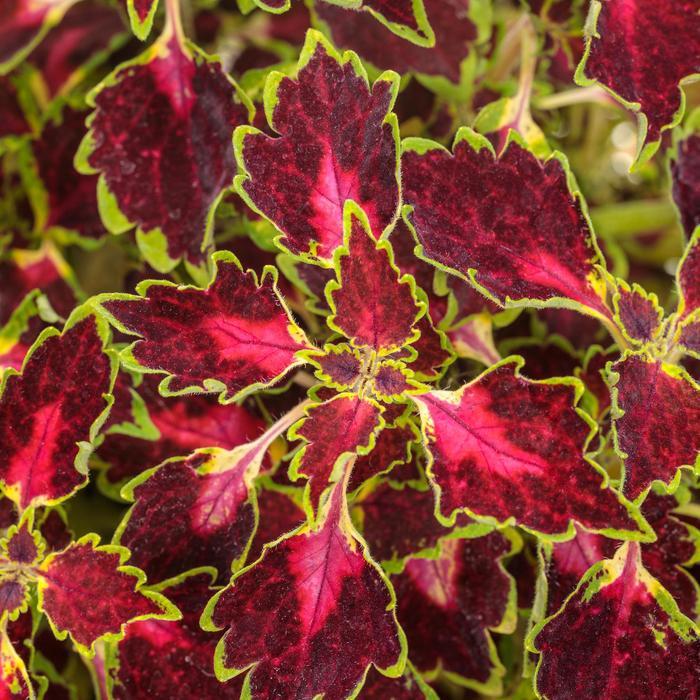 Coleus scutellarioides ColorBlaze&reg; Cherry Drop