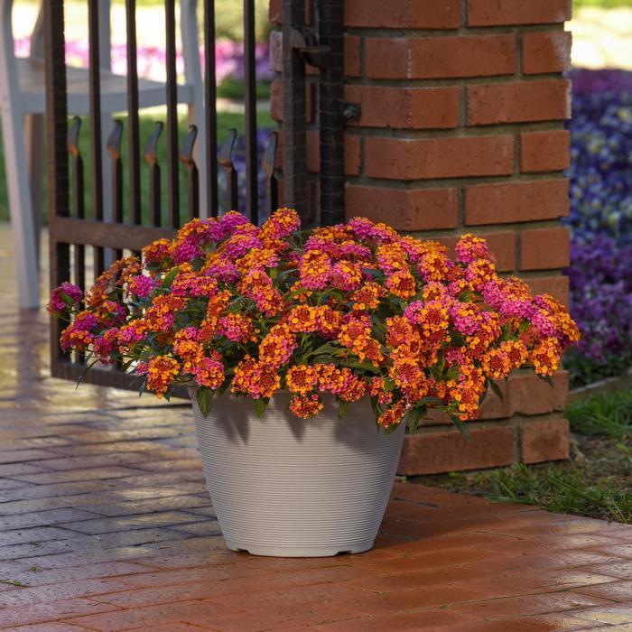Lantana camara Bloomify&trade; PassionFruit