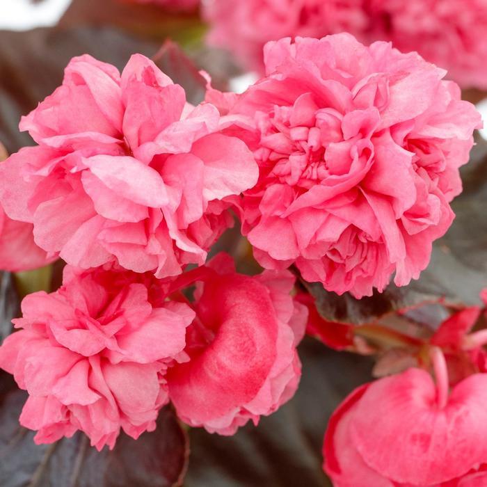 Begonia Birthday Bash&trade; Raspberry Sherbert