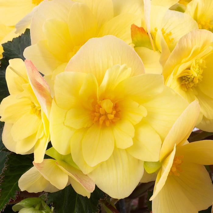 Begonia Florencio&trade; Yellow