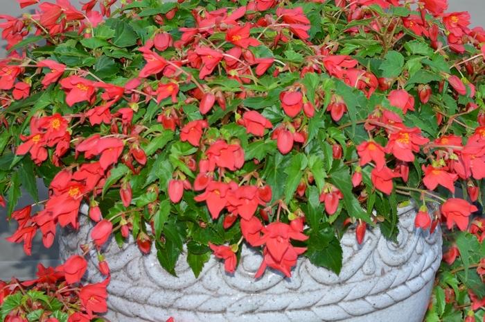 Begonia Beaucoup&reg; Red