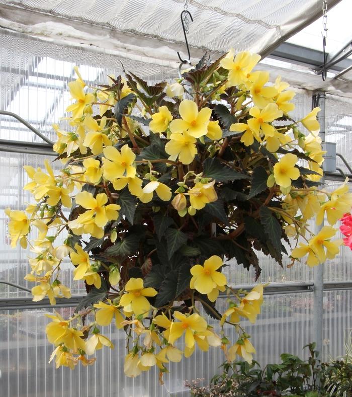 Begonia Daystar&trade; Yellow